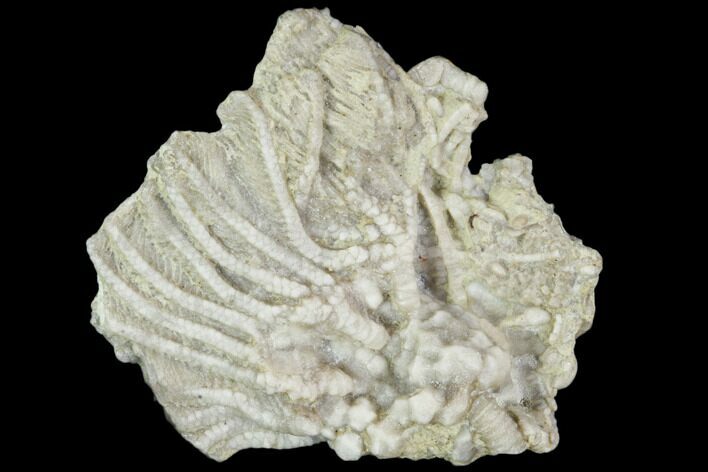 Fossil Crinoid (Rhodocrinites) Crown - Gilmore City, Iowa #102966